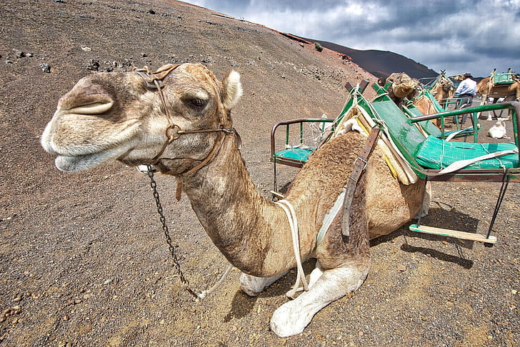 kamelen, Caravan, woestijn, zand, dier, landschap, Duin