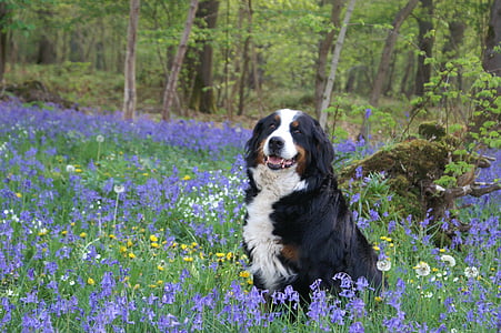 hund, skov, forår, Violet, violer, lilla blomster, underskoven