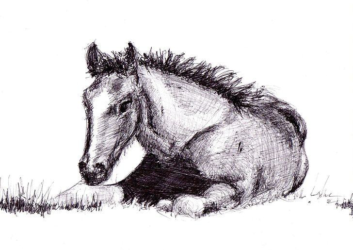 kůň, kresba, pero, umění, kresba