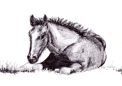 hest, tegning, penn, kunst, kunstverk