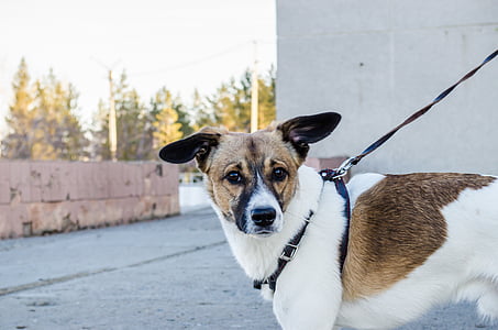 dog, pet, dog on a leash, nature, city, leash, the owner