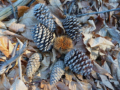 nature, pinecone, fall, leaves, chestnut