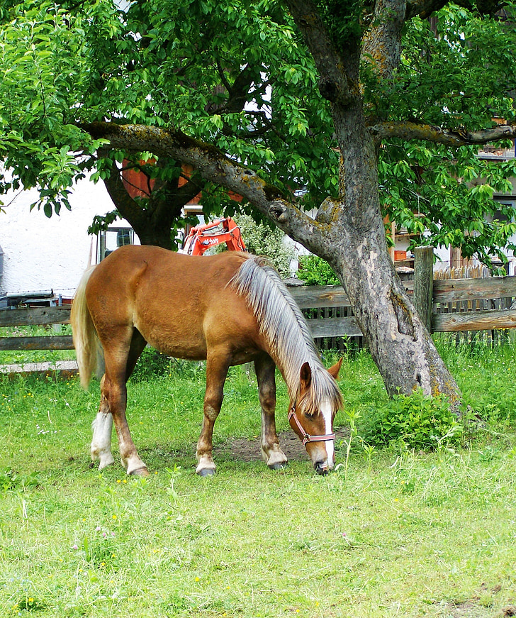 ngựa ăn cỏ, ngựa màu nâu, động vật