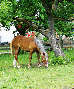 cavalo pastando, cavalo marrom, animal