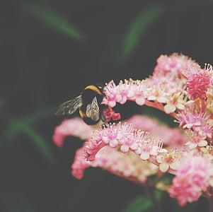 大黄蜂, pin, 瓣, 花, 一种动物, 动物主题, 在野外的动物