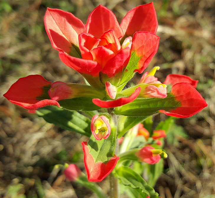 Scharlachrote gemalt-cup, Scharlachrote Indian paintbrush, Blume, rot, Blütenblätter, Frühling, Makro
