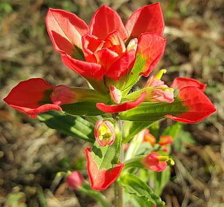 scarlet painted-cup, scarlet indian paintbrush, flower, red, petals, spring, macro
