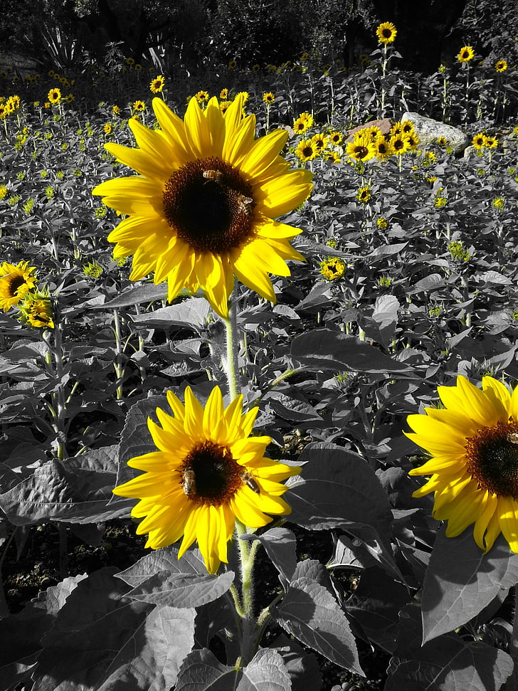 слънчогледи, жълто, Prato, поле