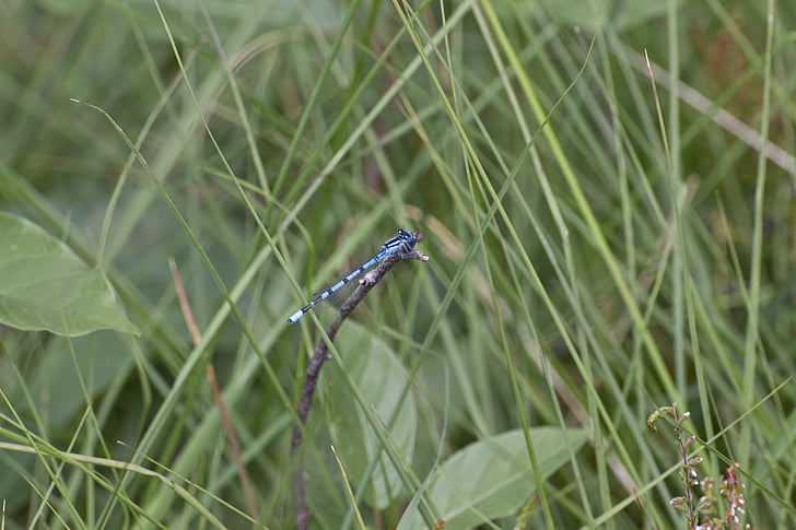 nature, moorland, grass, insect, dragonfly