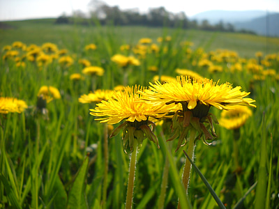 dandelion, meadow, yellow, wildflowers, common dandelion, roadside, green