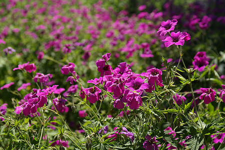 野, 开花, 绽放, 粉色, 花, 植物, 紫色