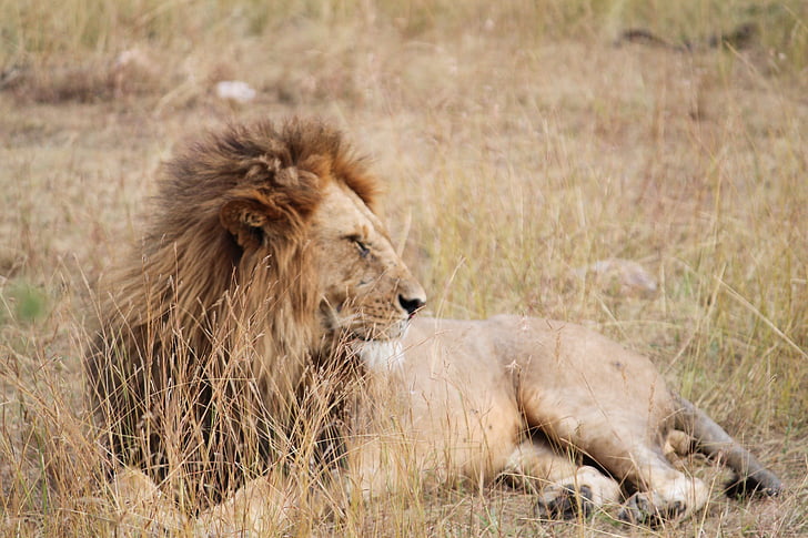 Lev, Afrika, zvíře, Serengeti, Safari, Příroda