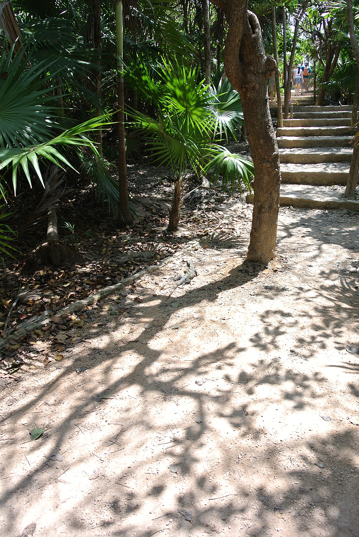 sorra, arbre, Palmera, passarel·la, escales, tropical, ombres