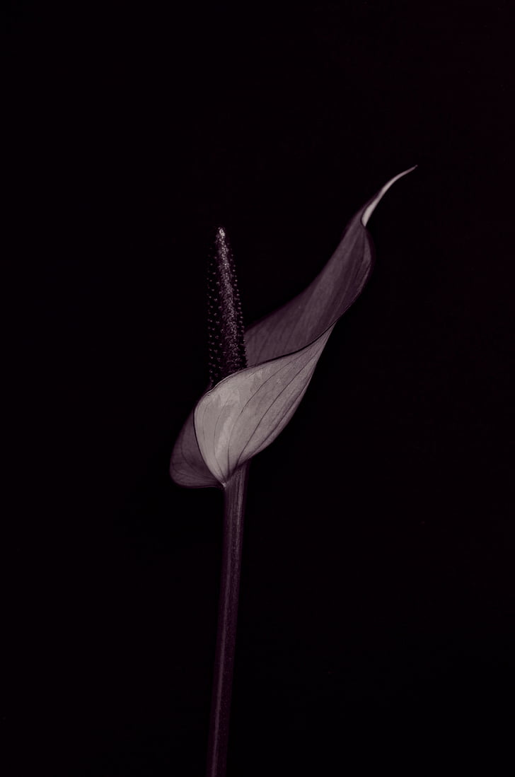 Anthurium, bunga, Blossom, mekar, ungu, latar belakang hitam, warna hitam