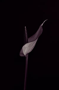 Anthurium, flor, flor, flor, porpra, fons negre, color negre