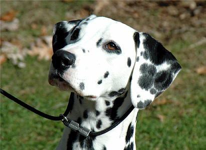 dalmatian, canine, dog, pet, domestic, sitting, female