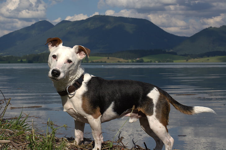 Jack russel, panoramatický snímek, zvířecí portrét, teriér, domácí pes, pes, Quadruped