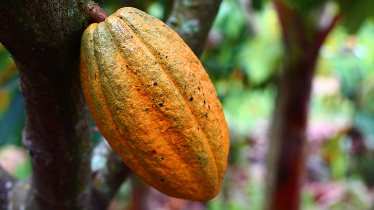 kakao, audzēšanas, augļi, ražas, Kolumbija, augļi un dārzeņi, daba