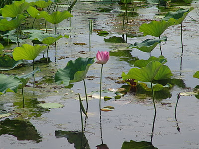 water lily, vermoeiend, tropische, waterlelies, Nuphar