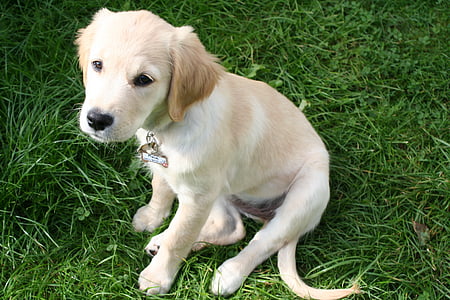 Golden retriver, το κουτάβι, Πορτραίτο σκύλου, Εμπιστεμένος, σκύλος