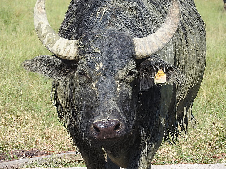 Buffalo, bufalo d'acqua, bufalo africano, animali selvatici