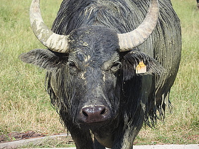 Buffalo, vodne bivole, Afriški bivol, divje živali