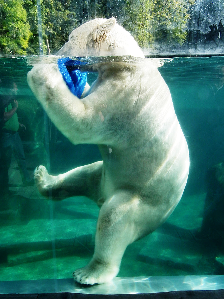 Polar bear, liels, ūdens, balta, baseina