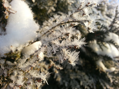 hoarfrost, winter, ripe, ice, snow, frost, cold