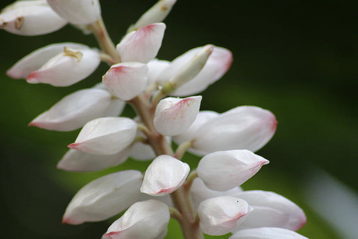 makro bunga, Bud, cabang, merah muda, putih, bunga, Blossom