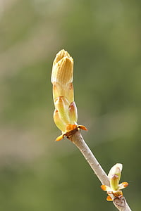 Bud, Castaño, foliación, primavera, naturaleza, planta, Close-up
