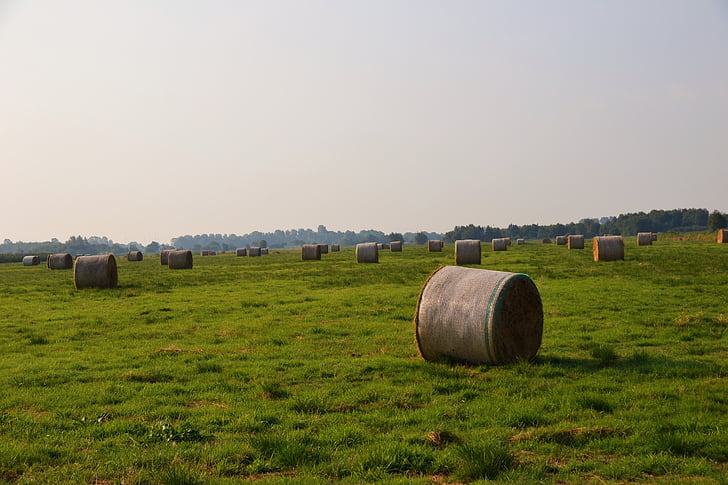 hay, hay bales, round bales, harvest