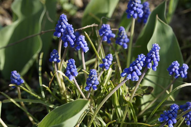 hyacinth, blue, ornamental plant, garden plant, inflorescences, bloom, spring