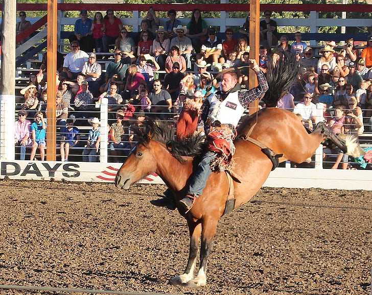 Rodeo, kôň, kovboj, vzpiera bronco, vzpiera, Západné, na koni