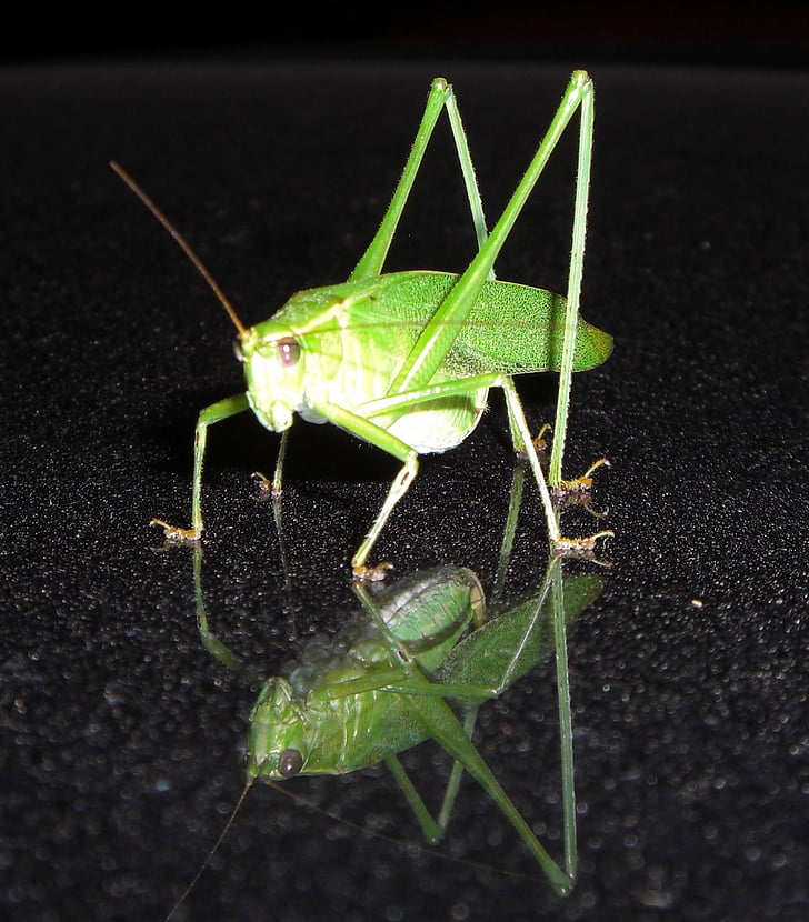 cavalletta, insetto, bug, Katydid, natura, animale, Close-up