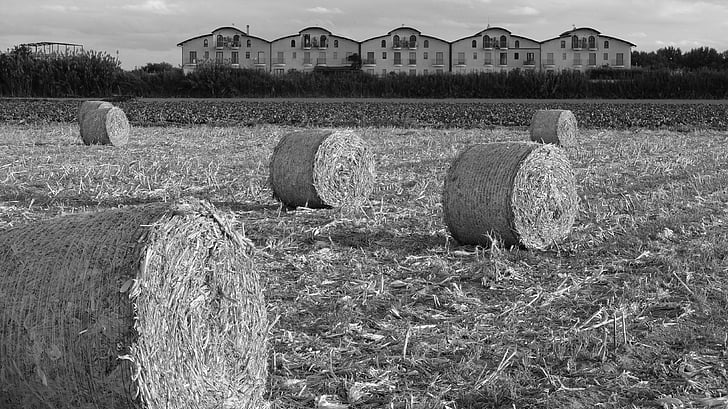 field, straw bales, campaign, fields, bales, round, soverato