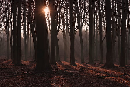 Woods, lasu, drzewa, Słońce, podróży, przygoda, drzewo
