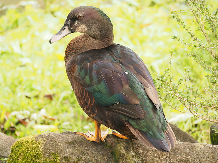 Taipei, Parc de Daan, enfant de canard