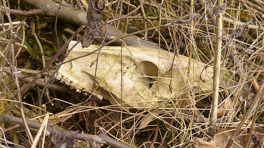 skull bone, bone, dead, death, animal, mammal, roe deer