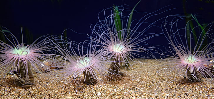Sea anemone, Ocean, havet, Rock, cnidarians
