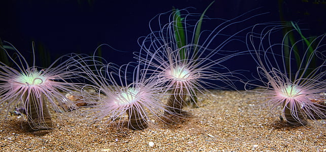 морски anemone, океан, море, рок, cnidarians