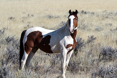 luonnonvaraiset hevoset, Wild mustangs, Mustangs, hevoset, American villihevosia, hevonen, eläinten