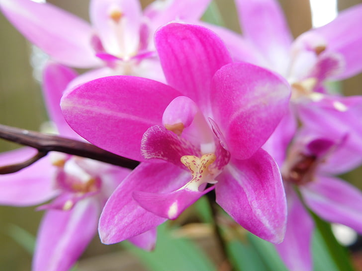 flower, pink flower, ground orchid, tropical plant, nature, pink Color, orchid