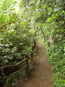 zelená, Les, cesta, přírodní, venkovní, prostředí, listoví