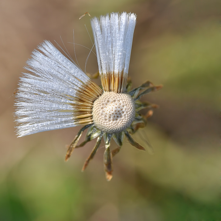 flower, macro, nature