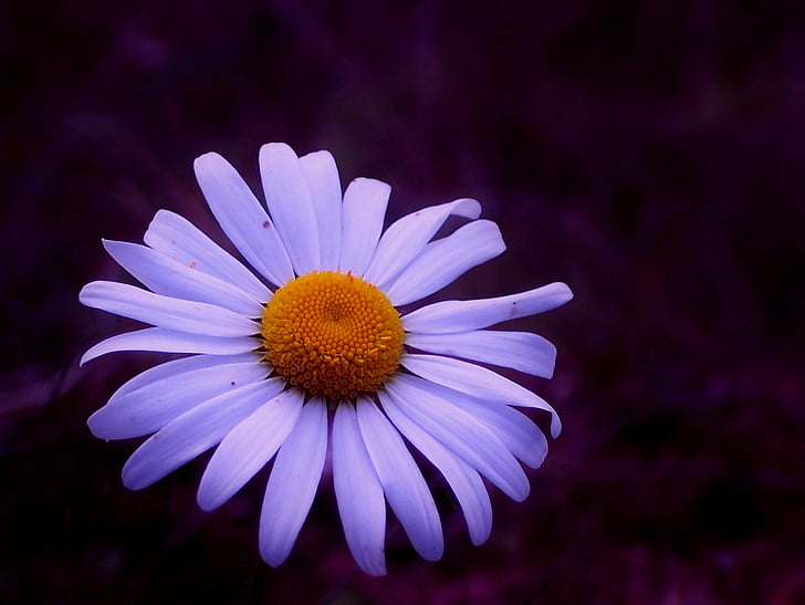 Marguerite, květ, Bloom, bílá, závod, léto, margerite louka