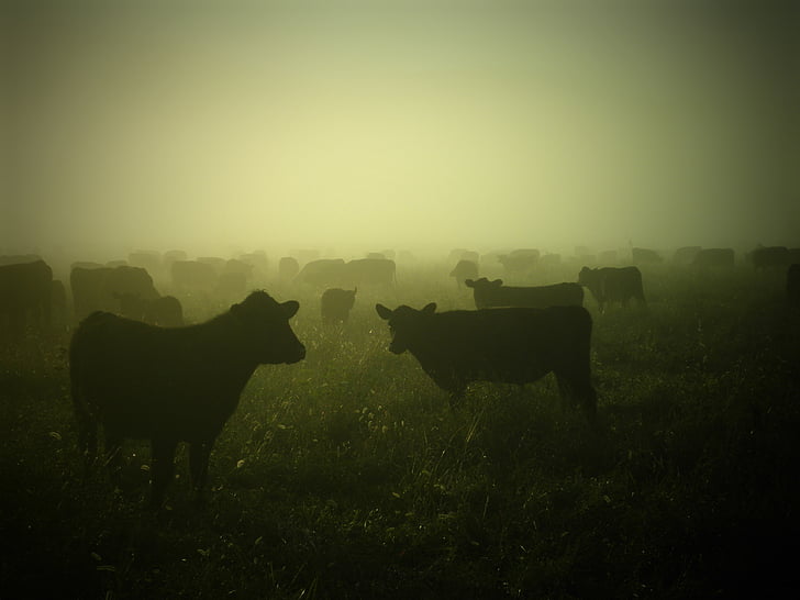 vaches, bovins, Agriculture, pays, pâturage, Agriculture, Ranch