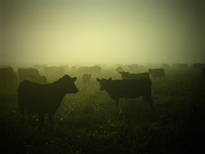 kravy, hovädzí dobytok, poľnohospodárstvo, krajiny, pasienky, poľnohospodárstvo, Ranch