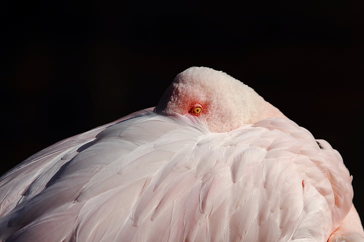 detaily, pták, peří, Flamingo