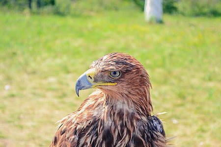 golden eagle, kazakhstan, borovoye, bird, predator, bird of Prey, wildlife