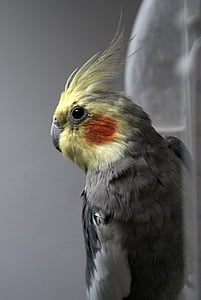 parrot, the nymph, bird, animal, feather, beak, nature
